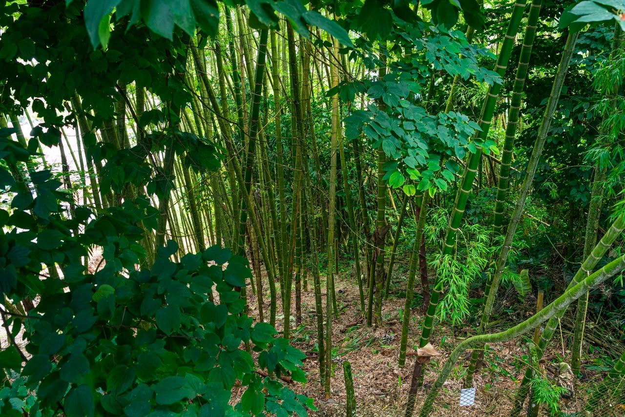 Espacios y naturaleza de Aldea Sabatinga en Manizales